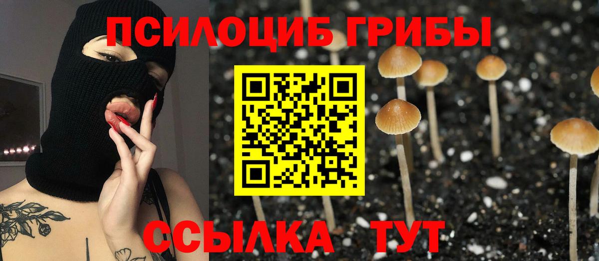 Галлюциногенные грибы Psilocybe Сыктывкар